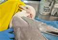 Shocking pictures show ball bearing lodged in seagull’s head
