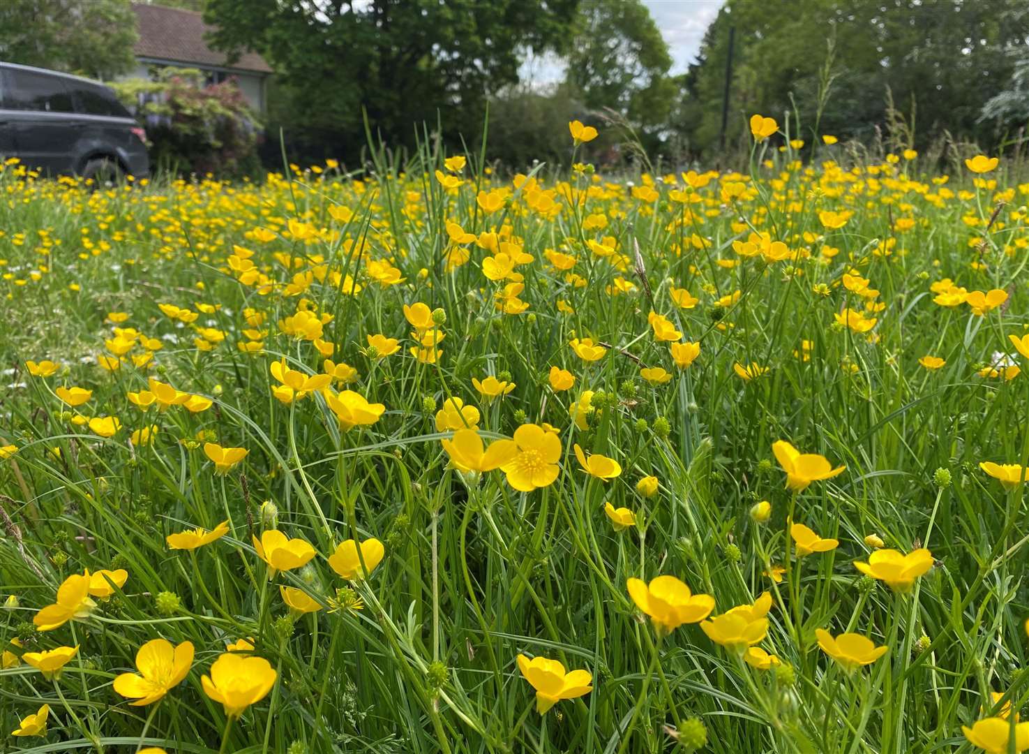 Residents are being urged not to mow their lawns for a month