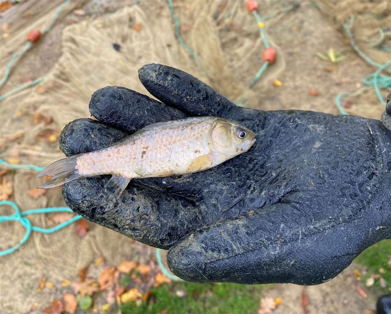 Prussian carp was found in the pond. Picture: Brenchley and Matfield Parish Council
