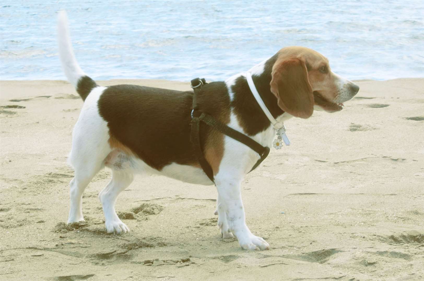Does your dog enjoy a summer visit to the beach? Image: Stock photo.