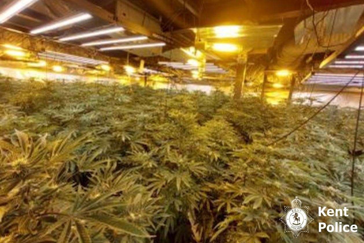 More than 1,500 cannabis plants were found after police raided the unit in Newington, near Ramsgate. Picture: Kent Police