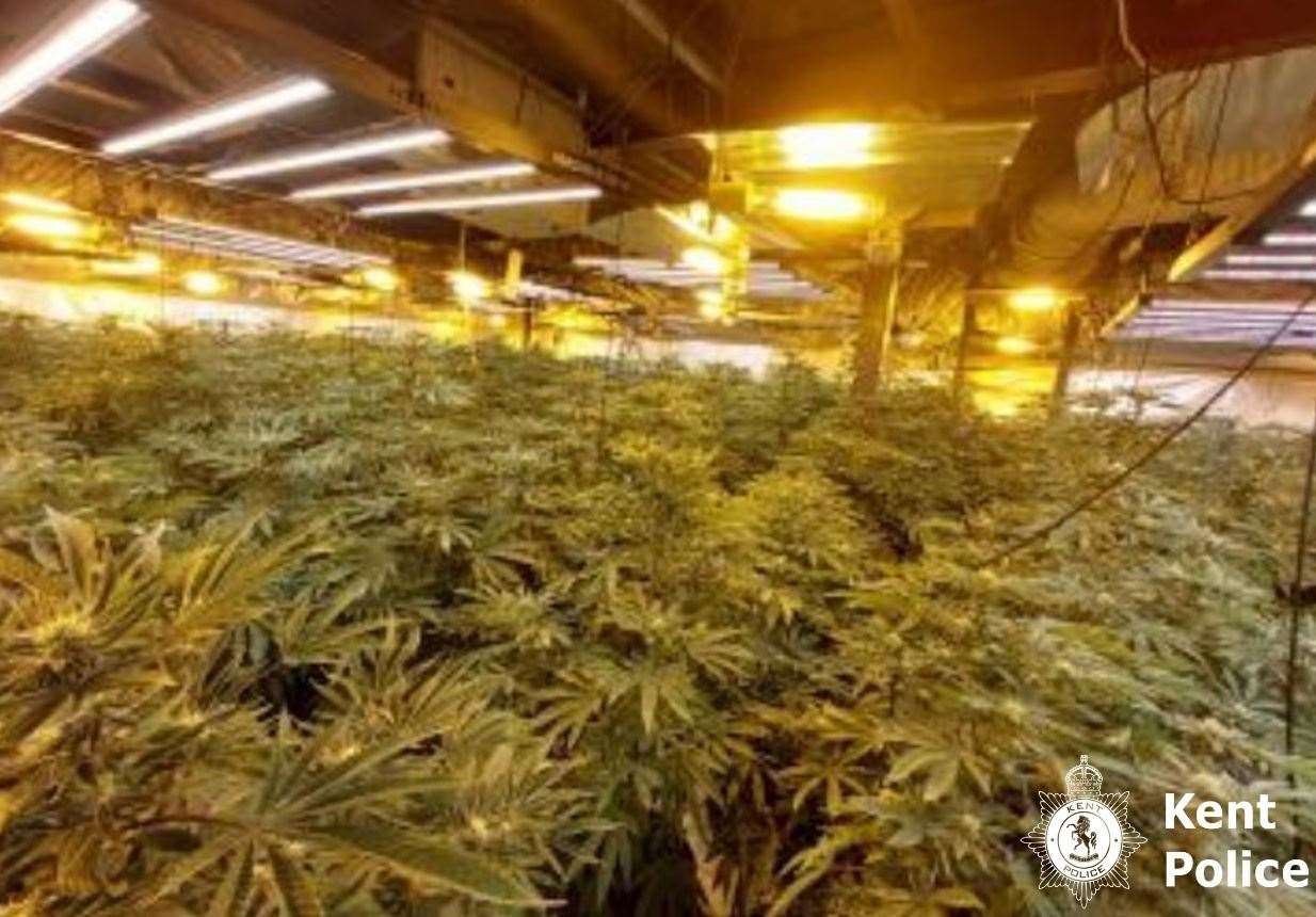 More than 1,500 cannabis plants and cultivation equipment were seized during the raid of a commercial unit in Ramsgate. Picture: Kent Police