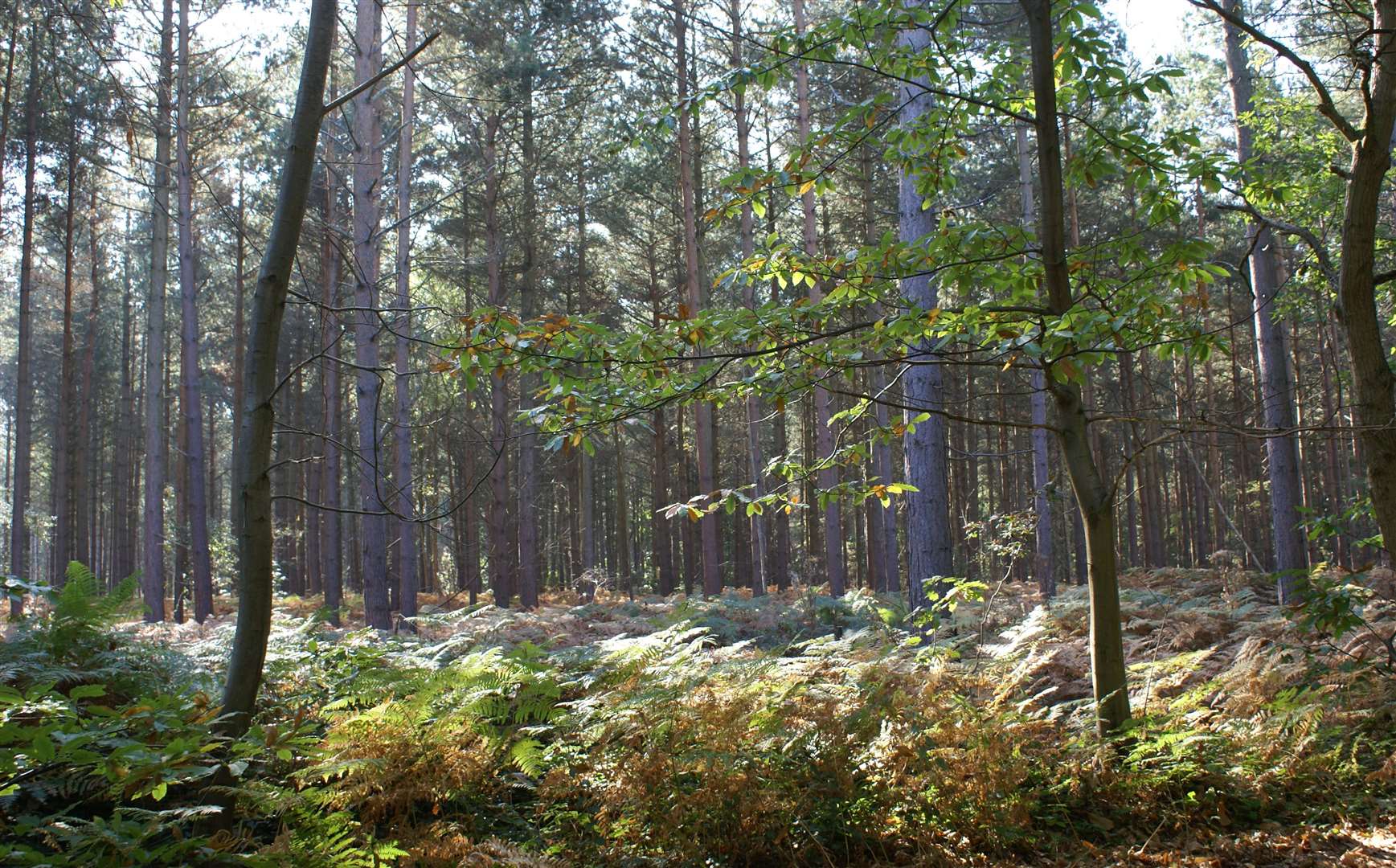 Get in touch with nature with a mental health walk through Blean Woods. Picture: Ray Lewis