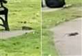 Mum’s horror at rats scurrying around children’s play park