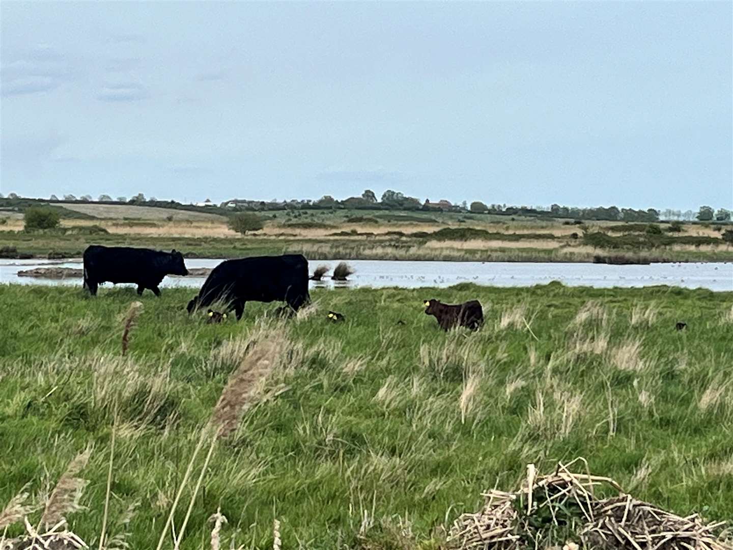 The cattle were in two fields on either side of the path into the marsh