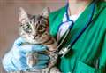 What is feline coronavirus and are UK cats at risk from Cyprus outbreak?