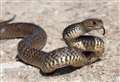 Snake escape warning issued by RSPCA