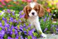Spring plants toxic to your dog
