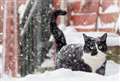 Toxic grit and other winter hazards vets say make animals ill 