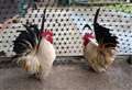 Dumped Cluckle Brothers looking for home