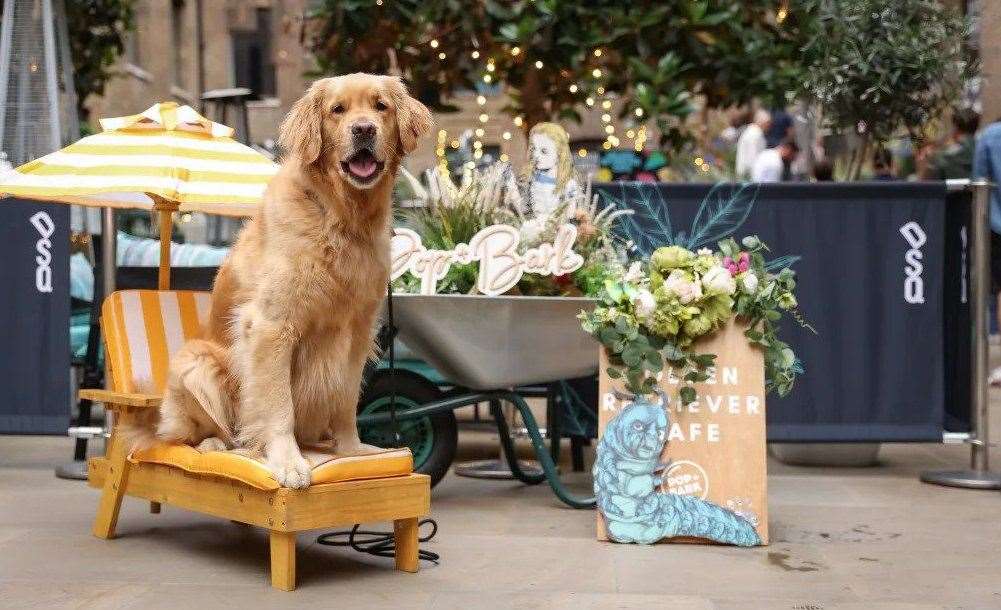 Dog owners can bring their pooches to the pop-up golden retriever cafe. Picture: Pop & Bark (www.popandbark.com)