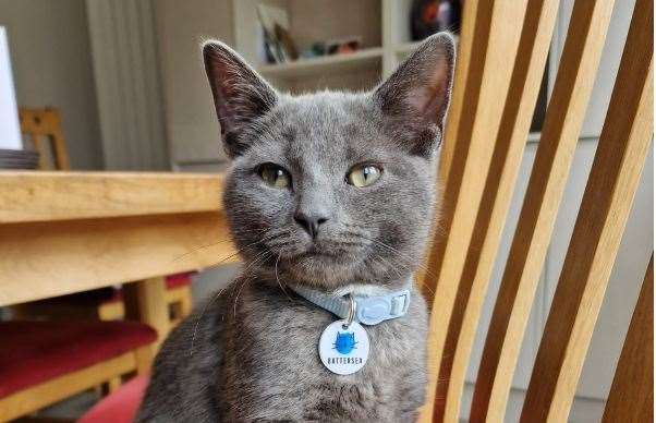 After being fostered as a kitten by Tina, Dave is now all grown up and loving life in his forever home