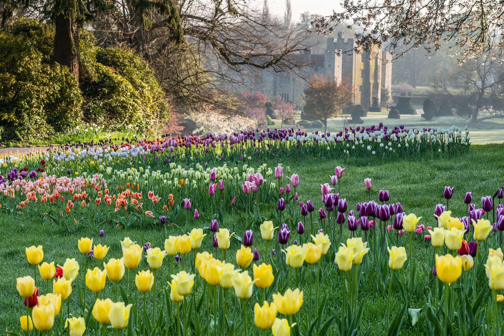 Drifts of Tulips at Hever Castle & Gardens