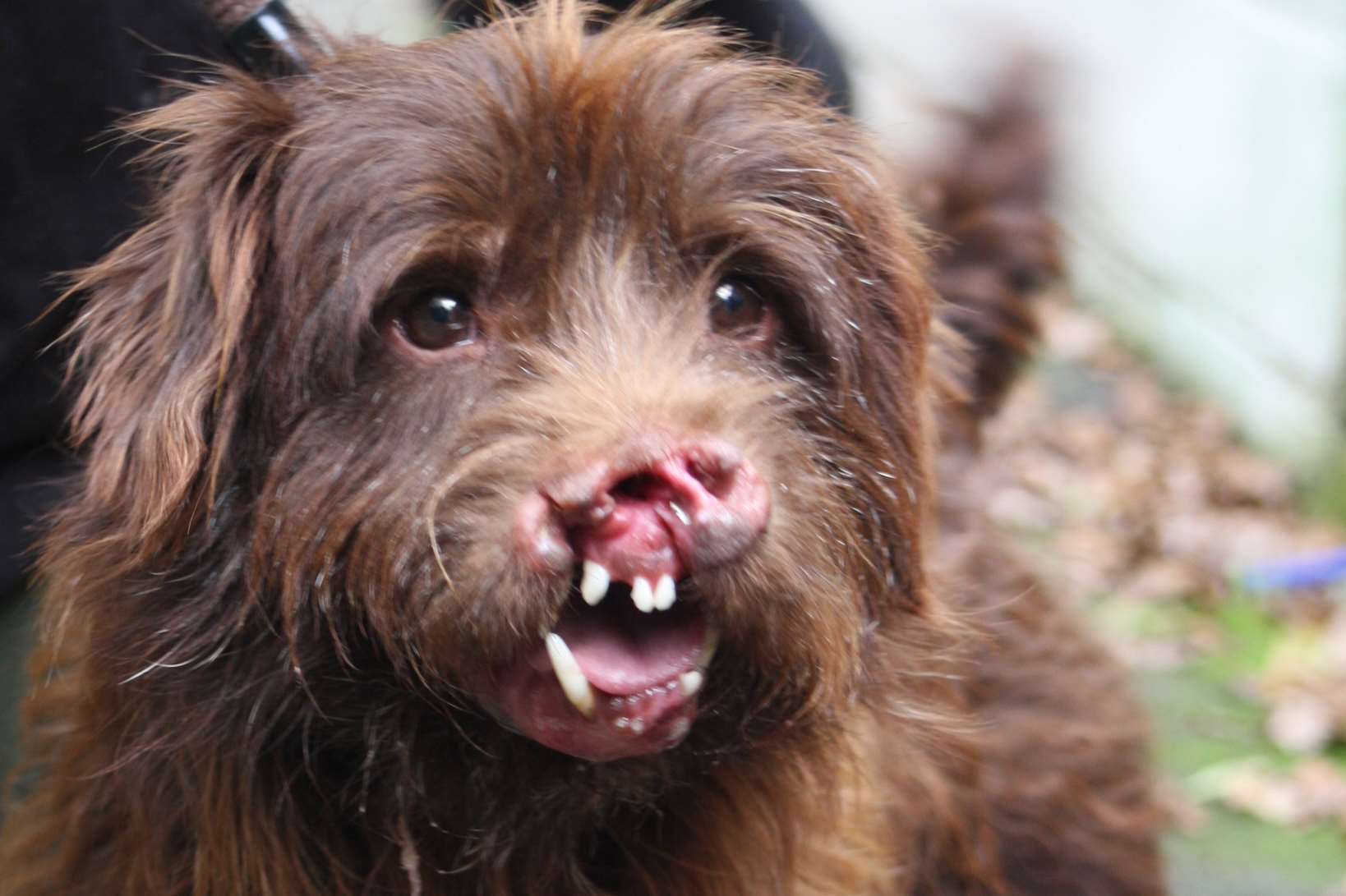 A terrier called Major suffered horrific facial injuries