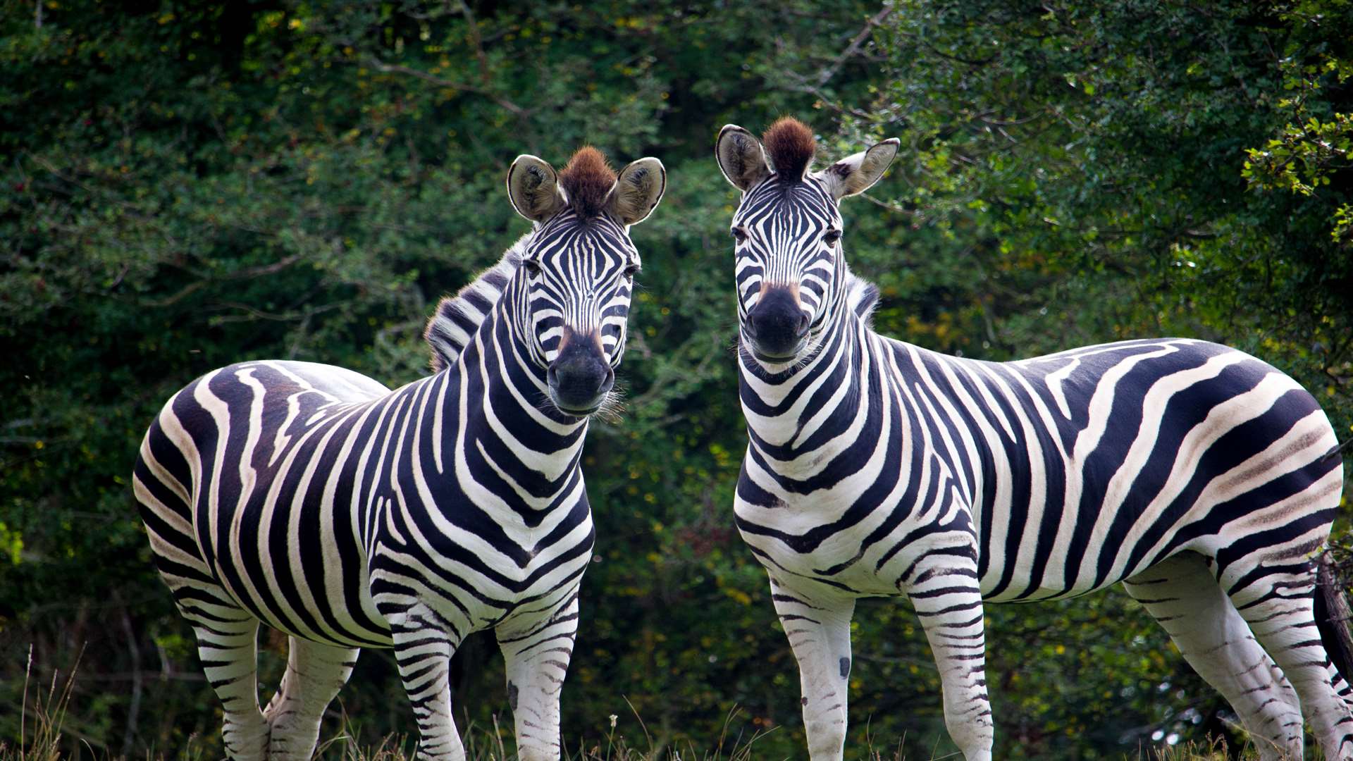 Zebra at Port Lympne Reserve