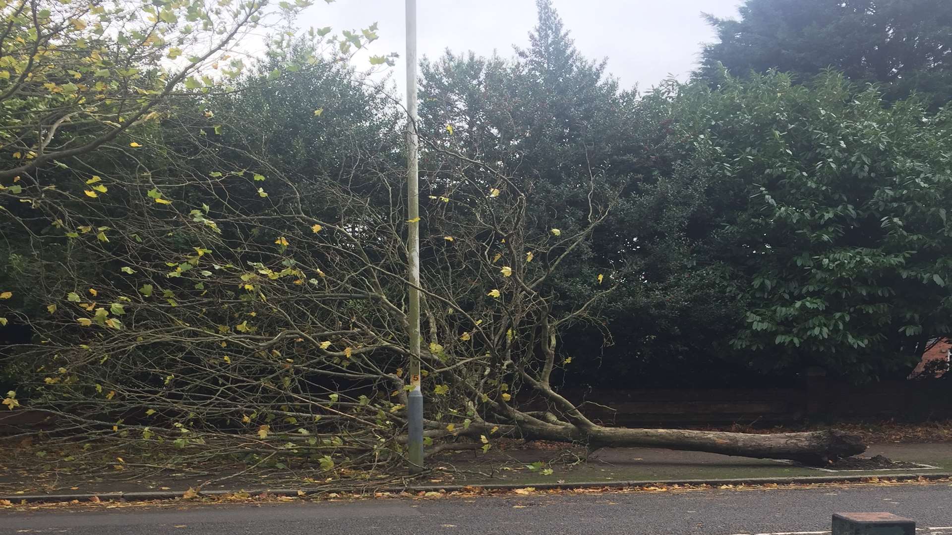 A tree down on the A2034 just opposite Kingsnorth Gardens in Folkestone.