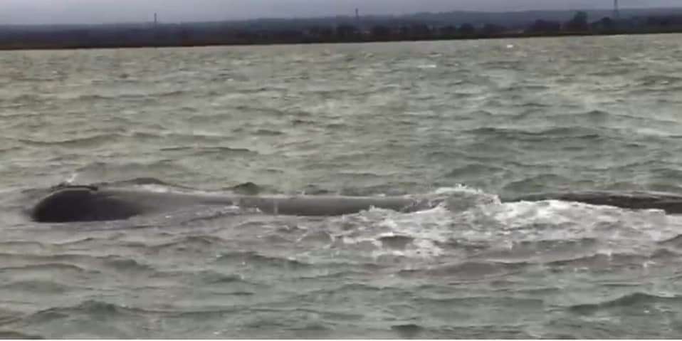 The sperm whale was spotted in water near Harty Ferry. Picture: BDMLR