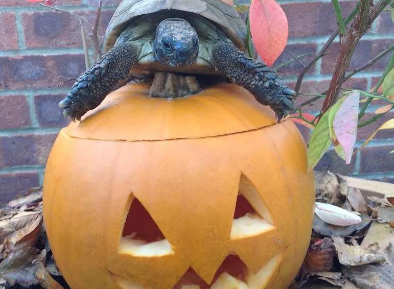 Anyone seen my pumpkin? Tortoise Fred pie is owned by Wendy Boorman of Deal