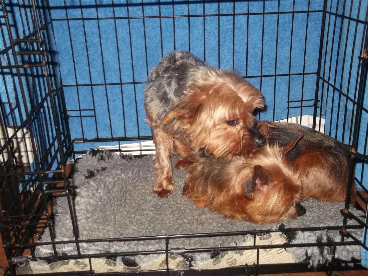 Abandoned Yorkshire Terrier puppies