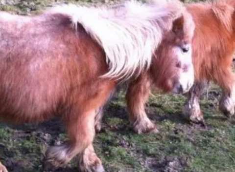Taffee the Shetland pony, who was beaten to death with a brick
