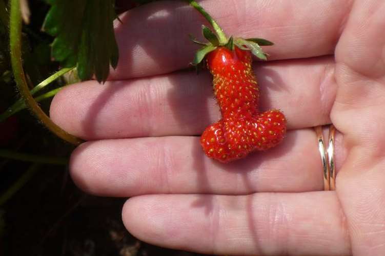 Gardener Carole Collen with her unusual-looking strawberry