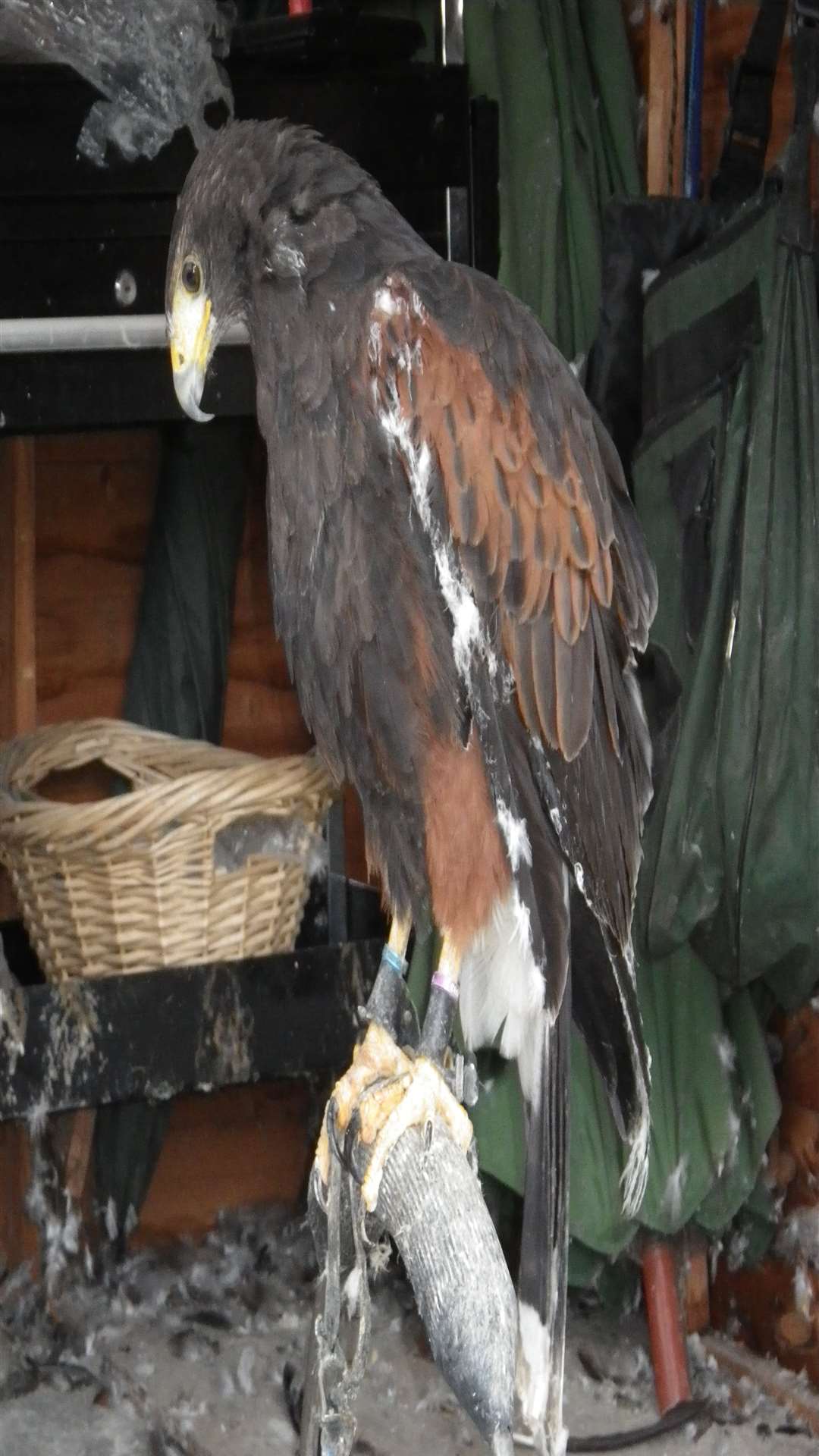 A bird of prey which was among 93 animals who were found to have suffered unnecessarily in Holm Hill, Harrietsham