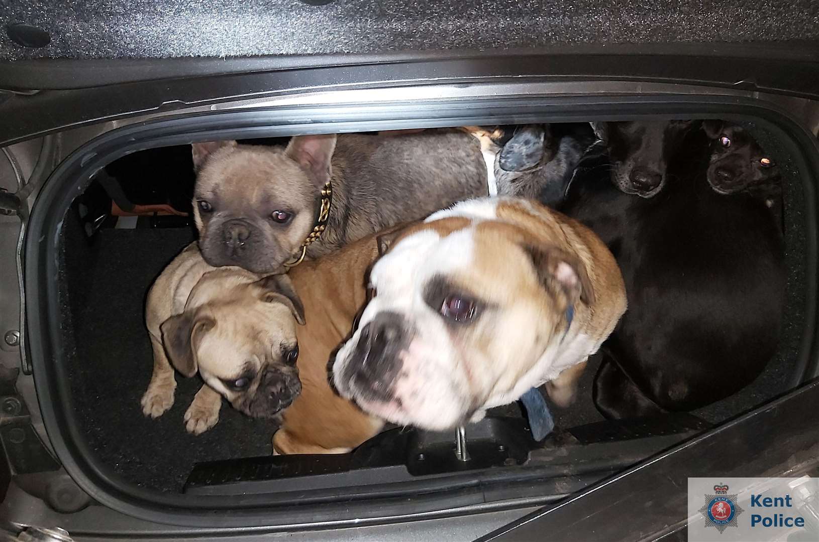 The dogs, stolen from a home in Staplehurst on March 9 were found in a vehicle and returned to their owner Picture: Kent Police