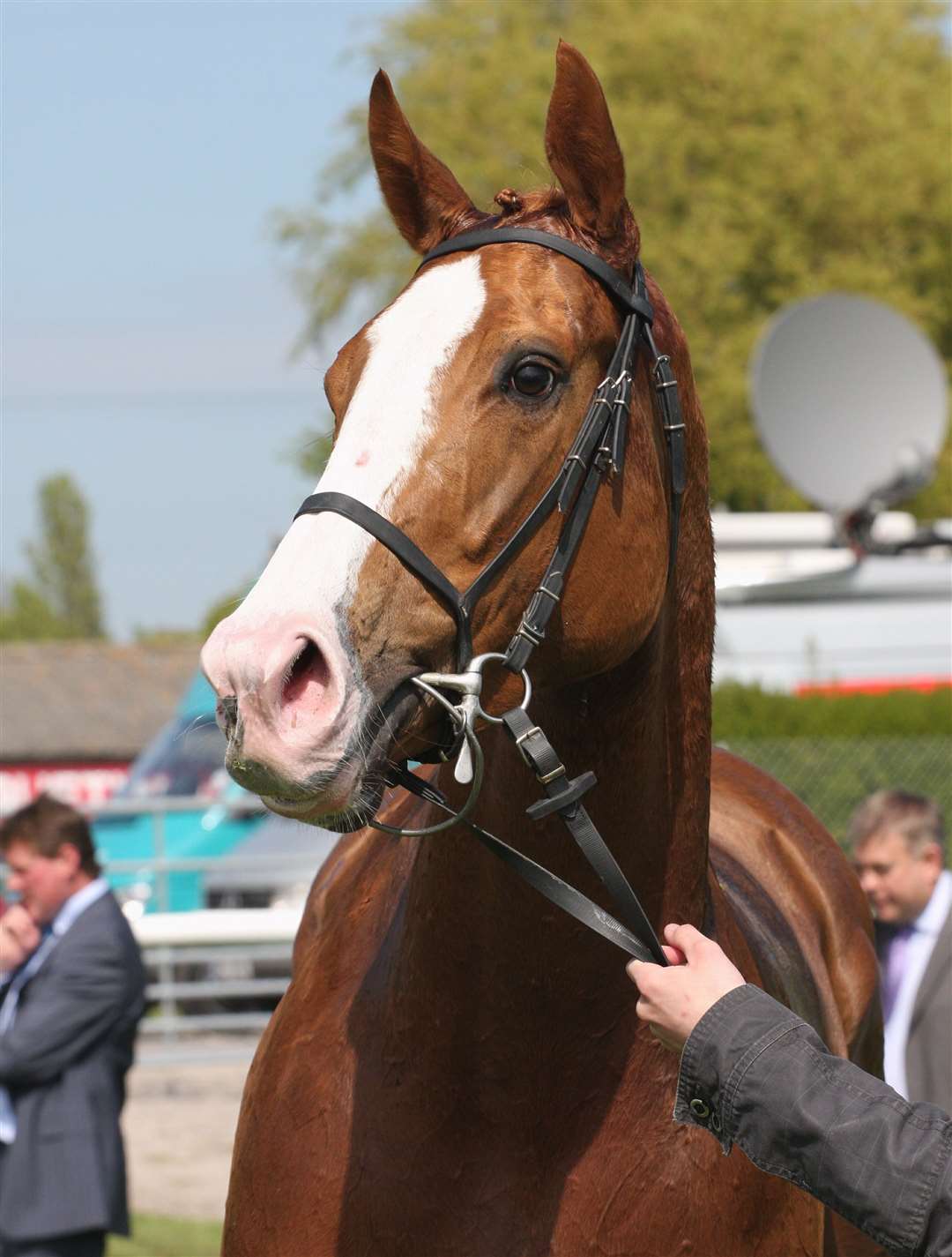 A winner walks off his excess energy after a race at Folkestone Racecourse. Picture: Chris Denham