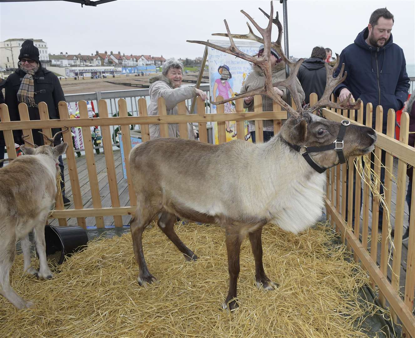 Reindeer at a previous event on Herne Bay pier