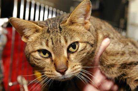 Phoebe the Spanish cat is currently staying at the vets, waiting to be picked up by her Spanish owner's daughter.