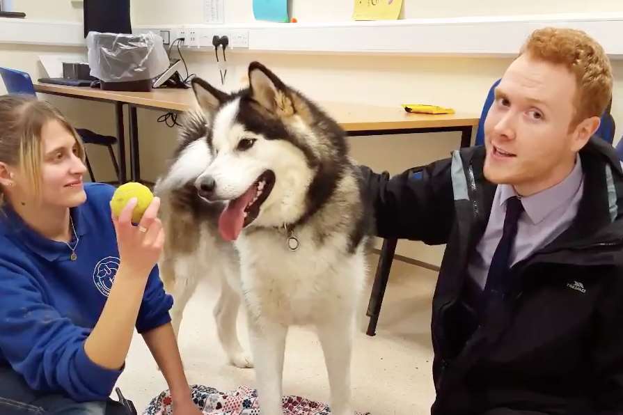 Our reporter Ben Kennedy with Theo the Alaskan Malamute and Paul O'Grady's For The Love of Dogs star Chloe