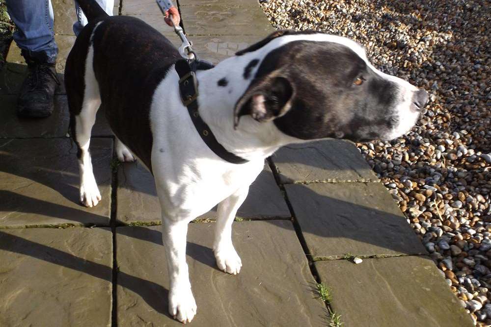 Handsome Alfie is seeking a new home through Thanet Animal Group (TAG), where he can be the only dog
