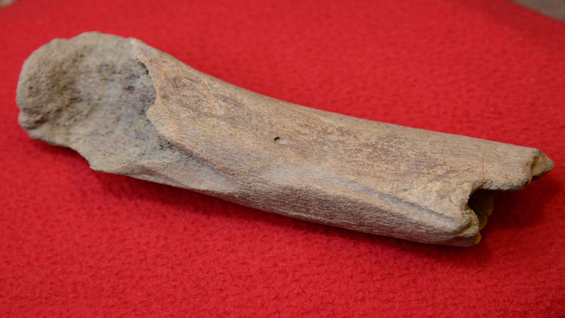 The fragment of bone found by Marion Boxall. Picture: Gary Browne