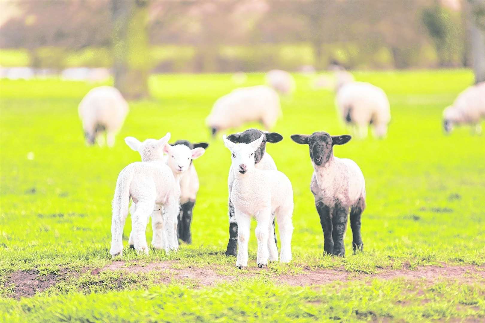 Spring lambs have caused problems on the M20 between Maidstone and Ashford. Stock image