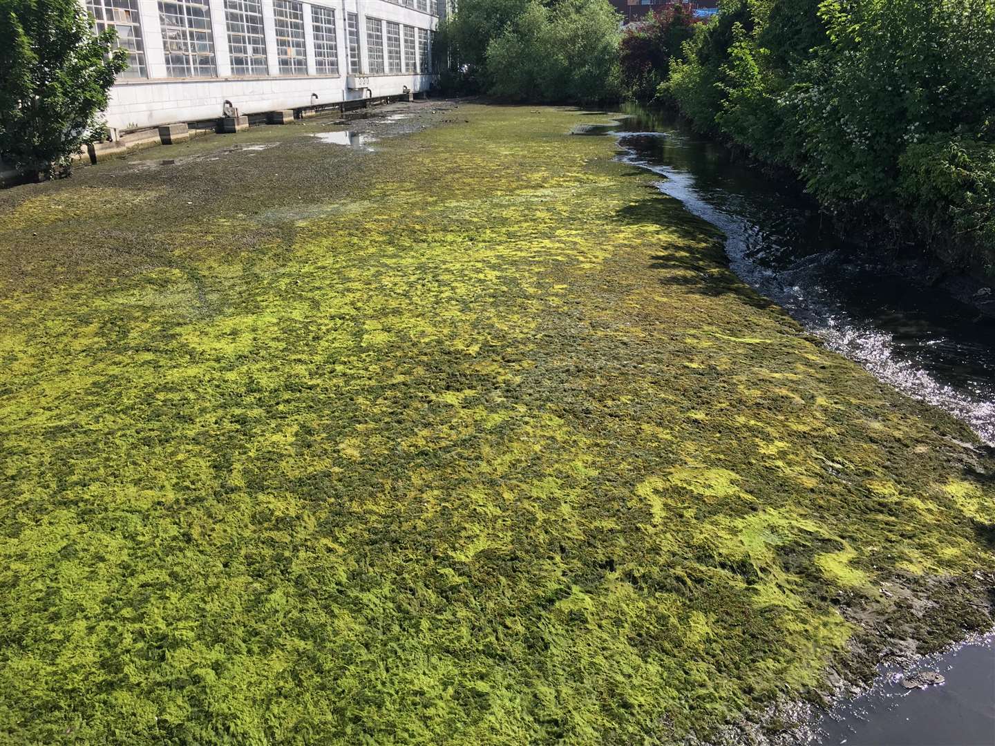 The River Len has been coated in a green layer of what is thought to be algae (2573216)