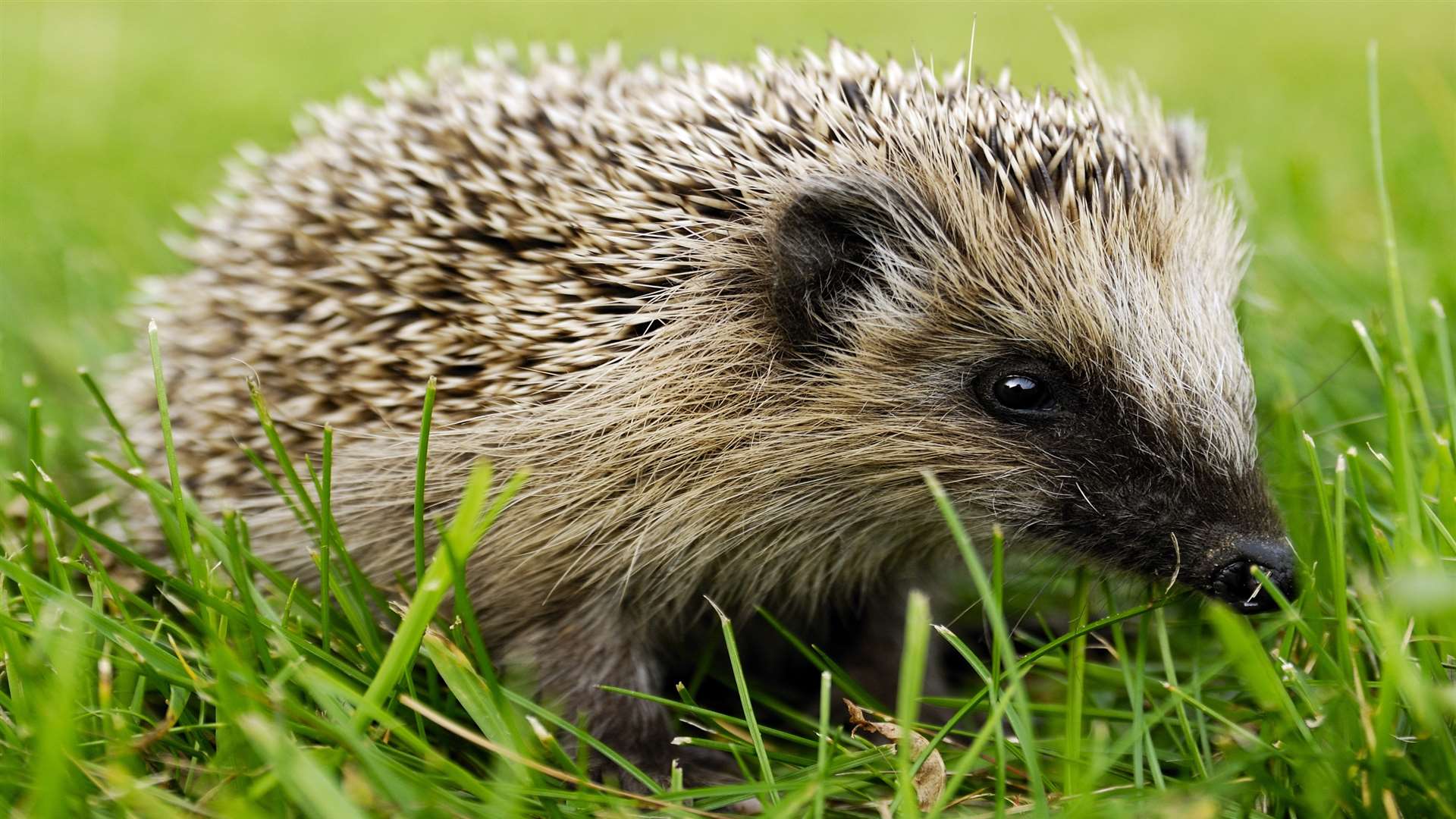 Kent has seen a decline in the number of hedgehogs