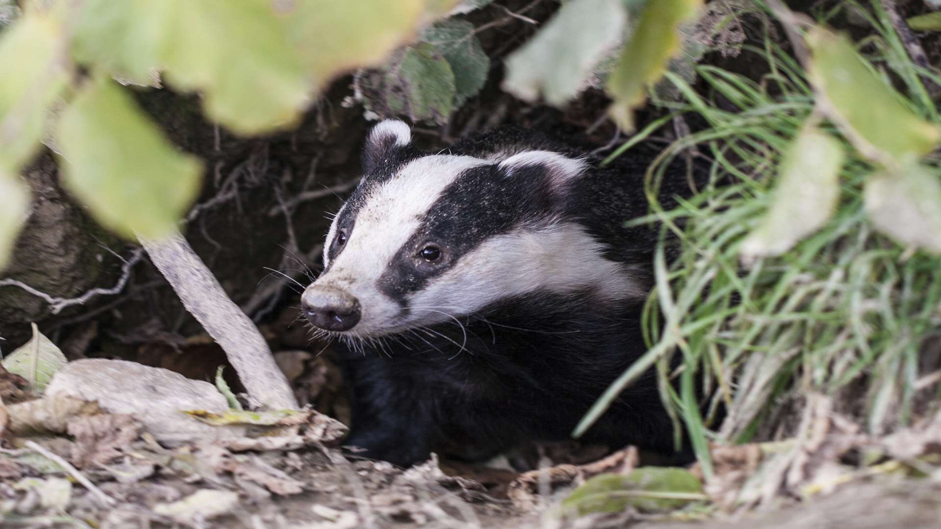 Badgers unearthed what was initially thought to be a human bone