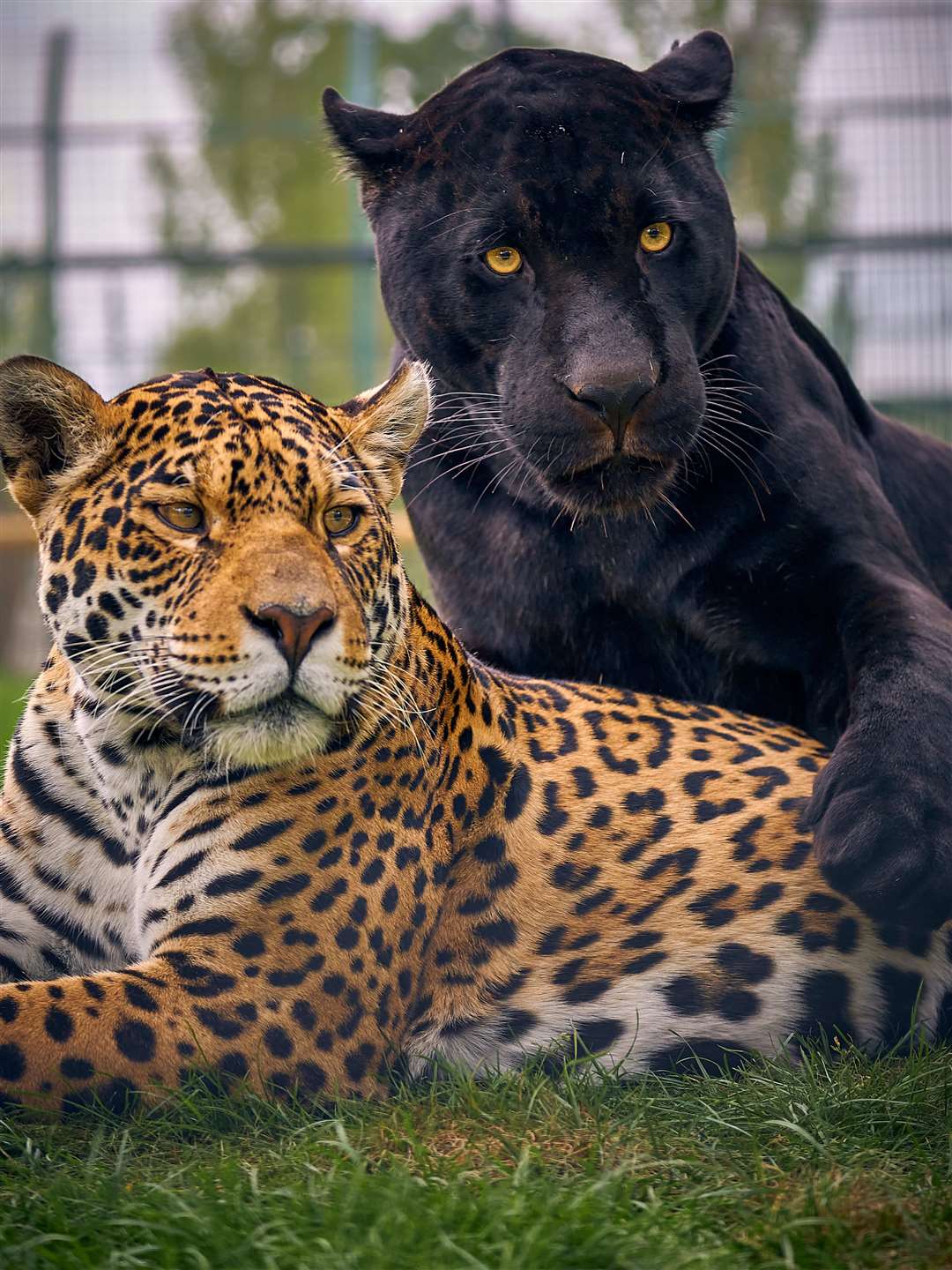 Keira and Neron are the sanctuary's highest hopes for a breeding pair of jaguars