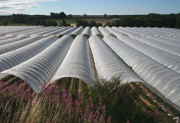 Polytunnels will be installed across 57 acres. Stock picture