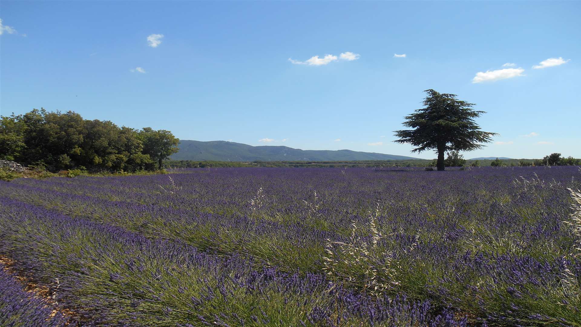 A field of lavender in full bloom on the way to the town of Apt in northern Luberon