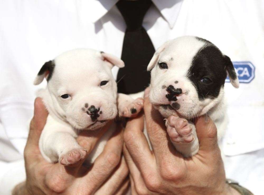 RSPCA Inspector Andrew Kirby Holding two five week old Staffordshire bull terriers outdoors (14578352)