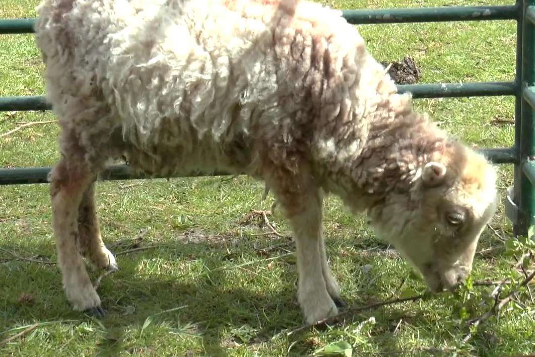 The unnamed Ouessant sheep is expected to be crowned the world's smallest in the next few weeks