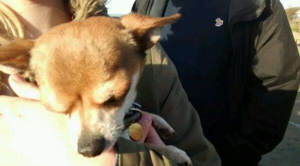 Stanley shortly after rescue on Saturday from @FrodoHDog