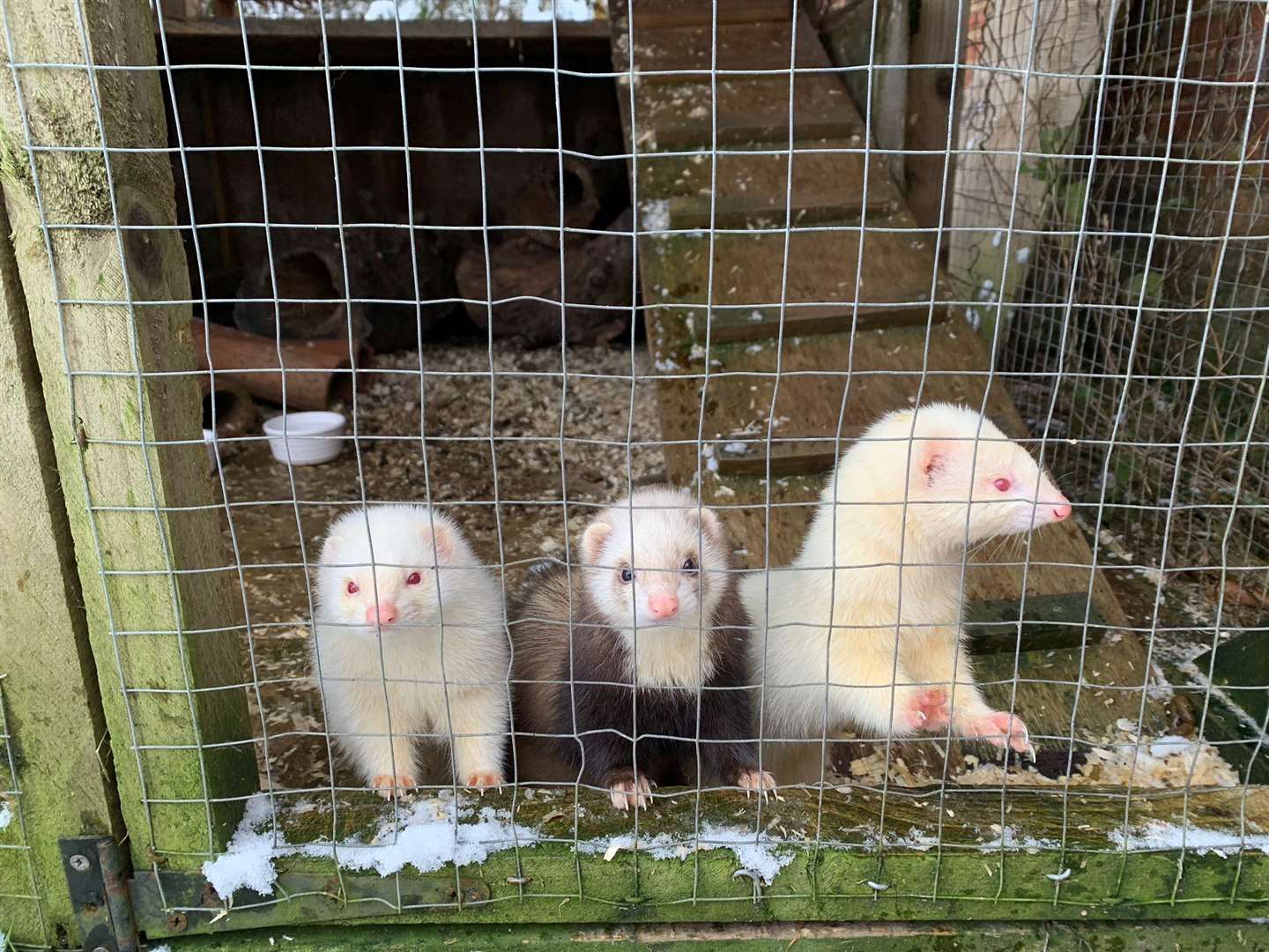 Three of the nine ferrets stolen from Westerham earlier this week. Picture: Kent Police