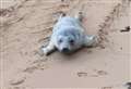Concern for stranded seal pups
