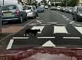 Video: Watch as cat uses pedestrian crossing