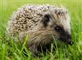 'Worrying' decline in number of hedgehogs 