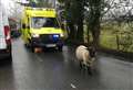 Rogue sheep holds up ambulance