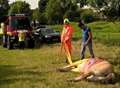 Animal rescue team help horse back on its feet