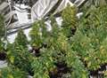 Hundreds of plants seized at cannabis farm